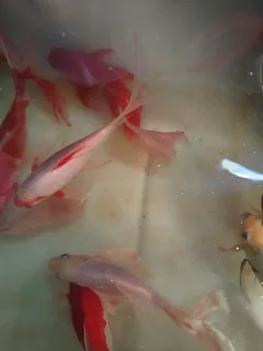 Comet goldfish
