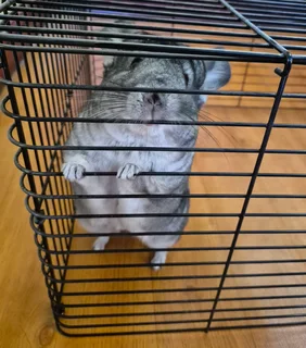 Pet - Ad posted by Benny