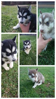 Purebred Siberian Huskies