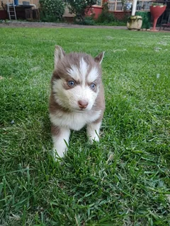 Purebred husky puppies