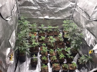 COMPLETE GROW SETUP – PERFECT FOR PERPETUAL HARVEST