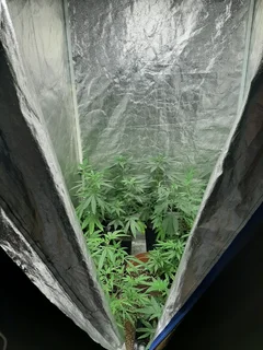 Complete Grow Setup – Perfect For Perpetual Harvest