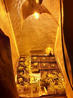 COMPLETE GROW SETUP – PERFECT FOR PERPETUAL HARVEST
