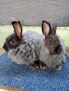 English Angora Rabbits