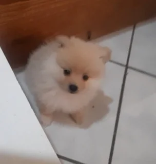 Toypom Pomeranian male puppy, Call 082*221*4555, in Pretoria North