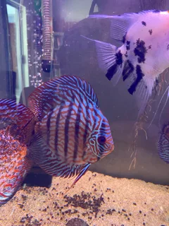 DISCUS FISH