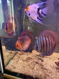 DISCUS FISH