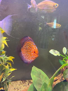 DISCUS FISH