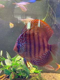 DISCUS FISH