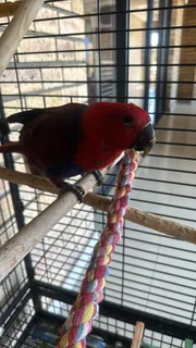 Female Eclectus