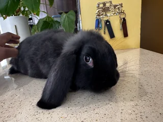 Lop eared Rabbit