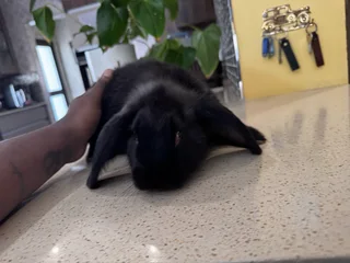 Lop eared Rabbit