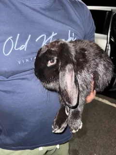 Lop eared Rabbit