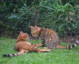 Bengal kittens