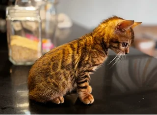 Bengal kittens