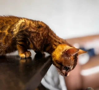 Bengal kittens