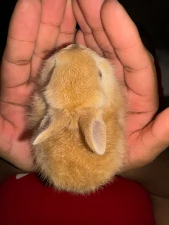 Netherland Dwarf Rabbits