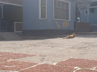 Bezuidenhout Valley Johannesburg,4 bed,2 bath for sale.(plus 2*1bed flatlet,  5*Bachelor, 4 room).