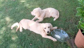 2 Purebred Golden Retriever puppies