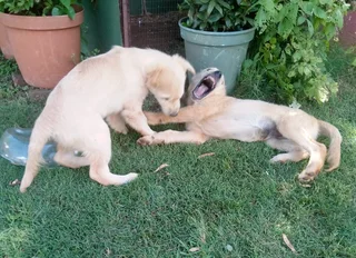 2 Purebred Golden Retriever puppies