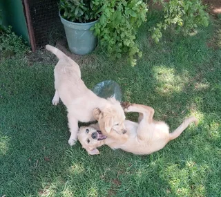 2 Purebred Golden Retriever puppies