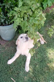 2 Purebred Golden Retriever puppies