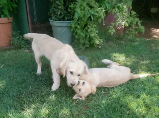2 Purebred Golden Retriever puppies