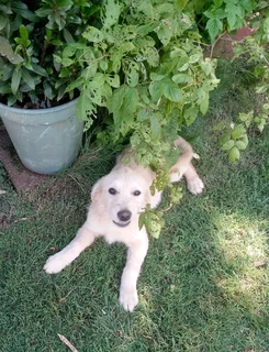 2 Purebred Golden Retriever puppies