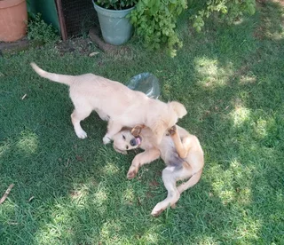 2 Purebred Golden Retriever puppies