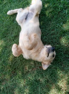 2 Purebred Golden Retriever puppies