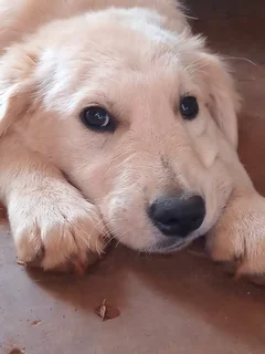 2 Purebred Golden Retreiver Puppies