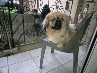Pekingese dogs