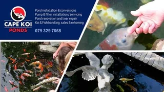 Koi Pond Services and Maintenance