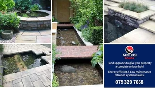 Koi Pond Services and Maintenance