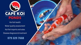 Pond Maintenance and Waterproofing