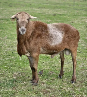 Meatmaster ram te koop