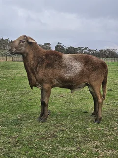 Meatmaster ram te koop