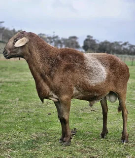 Meatmaster ram for sale