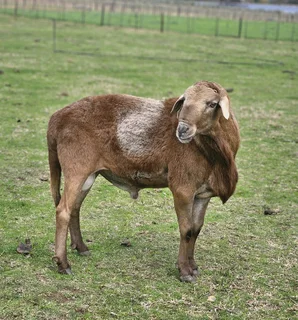 Meatmaster ram for sale