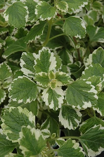 Plectranthus groundcover