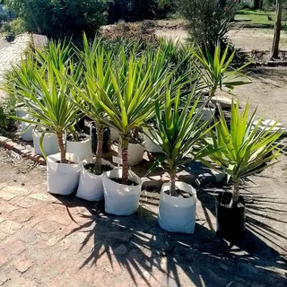Yucca plants on sale