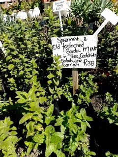 Garden mint plants for sale
