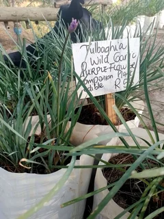 Tubaghia (wild garlic)