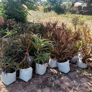 Aloes on sale