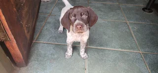 German shorthaired pointer GSP puppies