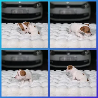 Jack Russell Puppy
