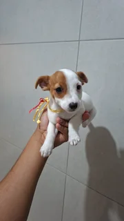 Jack Russell puppy
