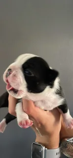 Boston Terrier