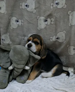 Purebred Beagle Male Puppy For Sale!