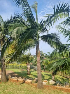 Palm trees for sale
